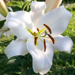 Лилия Притти Вумен (1шт) 3724