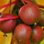 Актинидия аргута Женева (женский тип) 7489