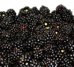 Ежевика кустистая Полар 5666