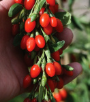 Дереза обыкновенная Номер 1 7502