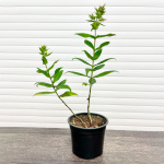 Флокс Свиззл (Р5)