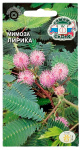 Мимоза стыдливая ЛИРИКА ГАВРИШ
