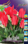 Тюльпан Али Баба (1шт) 3311