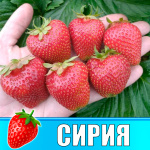 Земляника (Клубника) Сирия в стаканчике