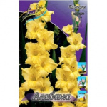 Гладиолус Алабама 1шт