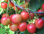 Черешня Брянская Розовая
