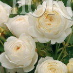 Роза Клэр Остин (шраб, бледно-лимон)