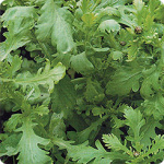 Хризантема Узорчатая овощная