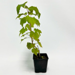 Смородина чёрная Голиаф