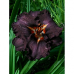 Лилейник Лонгфилдс Блэк Мэджик (1шт)