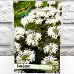 Монарда БИИ-БРАЙТ