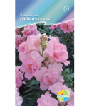 Львиный зев Твинни розовый (антирринум)