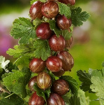 Крыжовник Спайнфри 7514