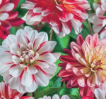 Георгин Шорттрек 1шт