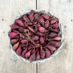 Лук севок КАРМЕН