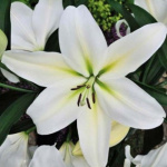 Лилия Гизмо (1шт) 3005