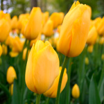 Тюльпан Биг Смайл (1шт)