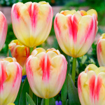 Тюльпан Букингем (1шт)