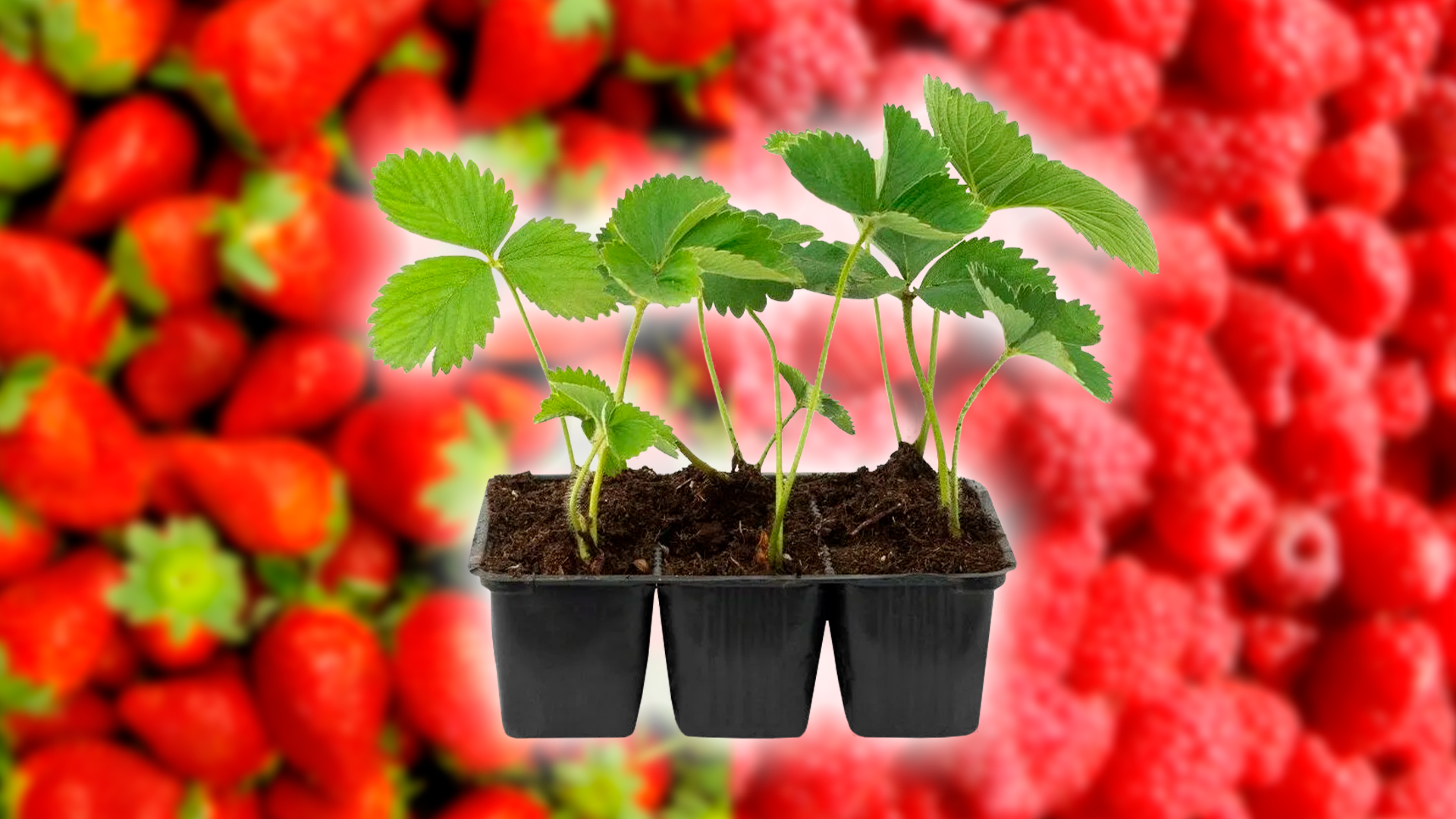 Большое поступление посадочного материала!