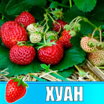 Земляника (Клубника) Хуан в стаканчике