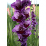 Гладиолус Зиглинда (1шт) 1528