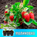 Земляника (Клубника) Малиновка в кассете