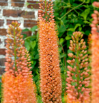 Эремурус (ширяш) Пиноккио (1шт) 1682