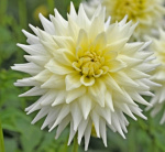 Георгин Майами Фубуки (1шт) 115792