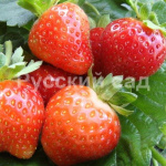 Земляника (Клубника) Флорианта в кассете