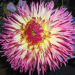 Георгин Филотея (1шт) 625348