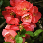 Айва великолепная (хеномелес) Салмон Горизон 7485