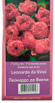 Роза флорибунда ЛЕОНАРДО ДА ВИНЧИ LEONARDO DA VINCI
