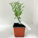 Перовския Лейси Блю Lacey Blue