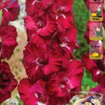 Гладиолус Халиси (1шт) G-008