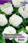 Бегония Мультифлора Максима Белая (1шт) 3501