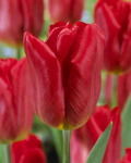 Тюльпан Стронг Файр (1шт) 6215