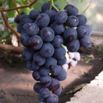 Виноград Рошфор