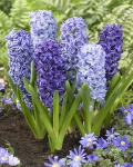 Гиацинт Блю Микс (3шт)