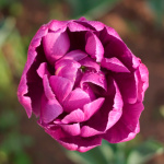 Тюльпан Блю Берри (1шт)