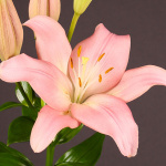 Лилия Лексингтон (1шт) L-022