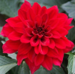 Георгин Сингер 1шт