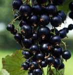 Смородина черная Тсема 5063