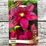 Клематис САНСЕТ (2 группа обрезки)