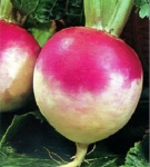 Турнепс Эсти Наэрис (тип Московский  )