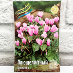 Цикламен ПЛЮЩЕЛИСТНЫЙ