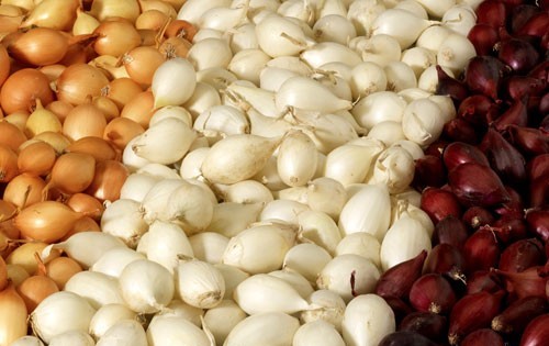 Лук Севок поступил в продажу