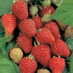 Малина Отумн Блисс 4778