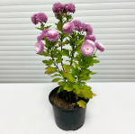 Хризантема саженцы микс