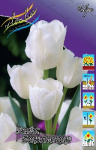 Тюльпан Вайс Берлинер (1шт) 1396 (10)