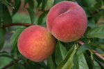 Персик Сеянец Старка